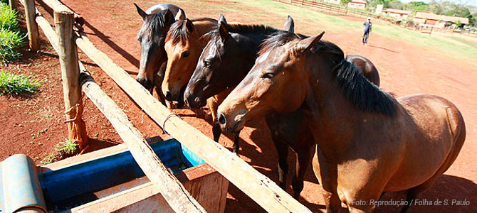 Abatedouro ilegal no ES: cavalos eram furtados e vendidos como